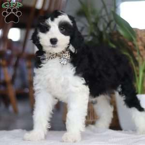 Thumper, Mini Sheepadoodle Puppy
